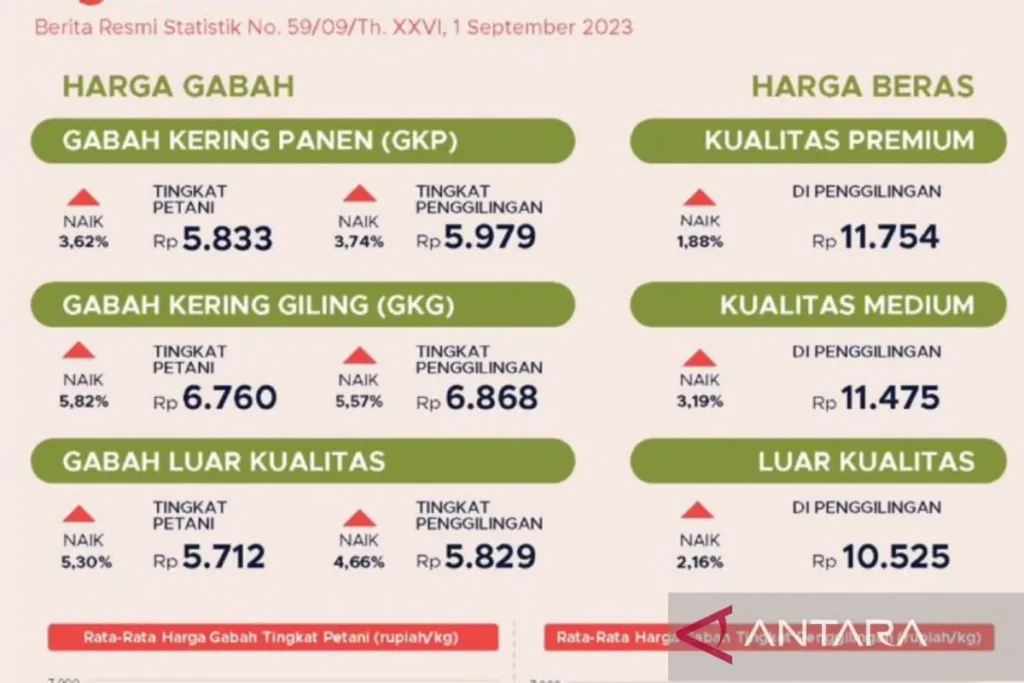 Update Harga Gabah & Beras Muara Beliti Hari Ini — Update & Tips Jual
